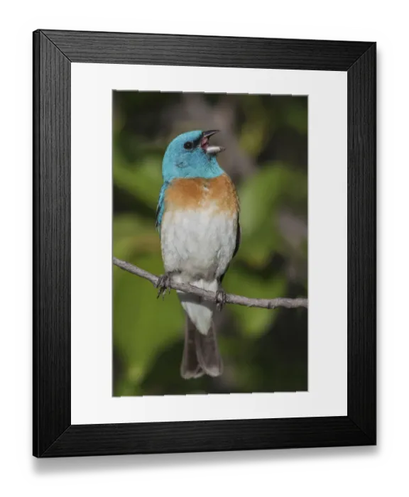 Framed Print : Lazuli bunting singing