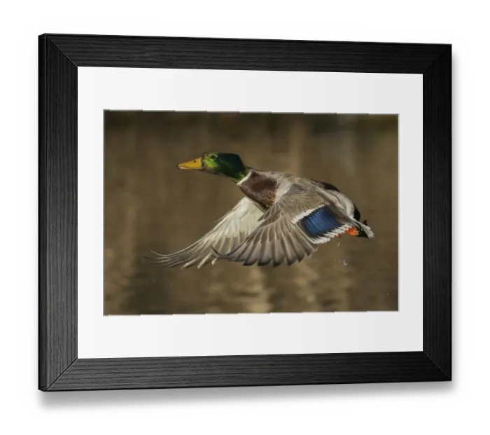 Framed Print : Mallard drake flying from Woodland Pond Framed Print : Mallard drake flying from Woodland Pond