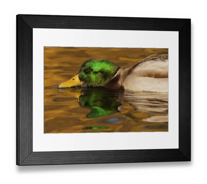 Framed Print : Mallard, close-up feeding Framed Print : Mallard, close-up feeding