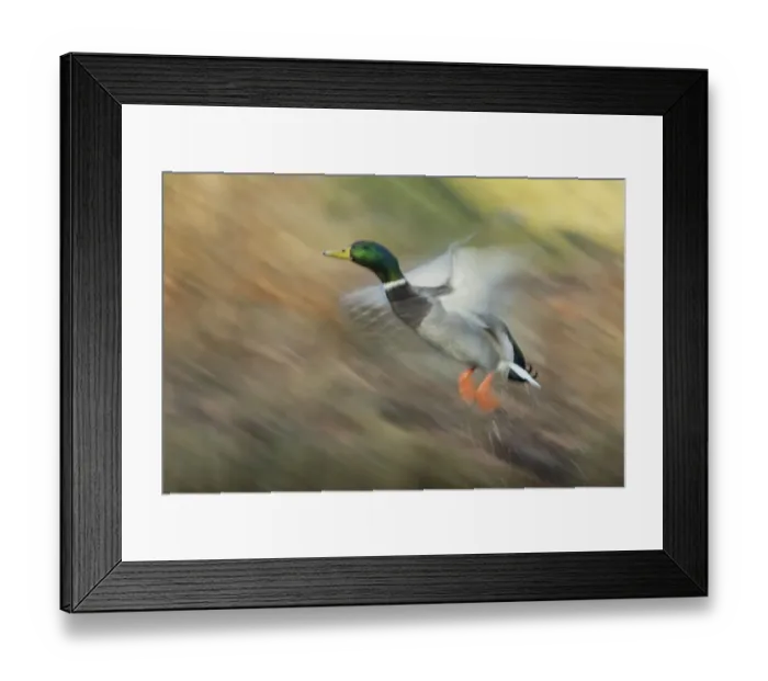 Framed Print : Mallard drake flying Framed Print : Mallard drake flying