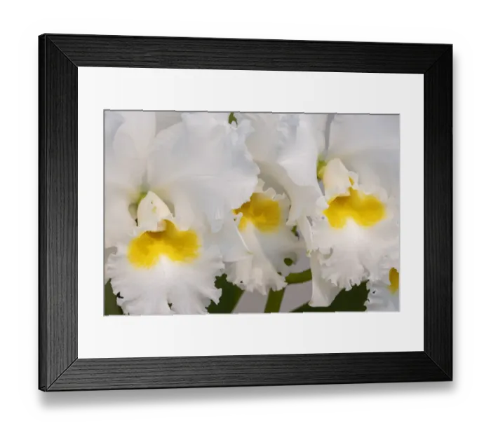 Framed Print : Cattleya orchid Framed Print : Cattleya orchid