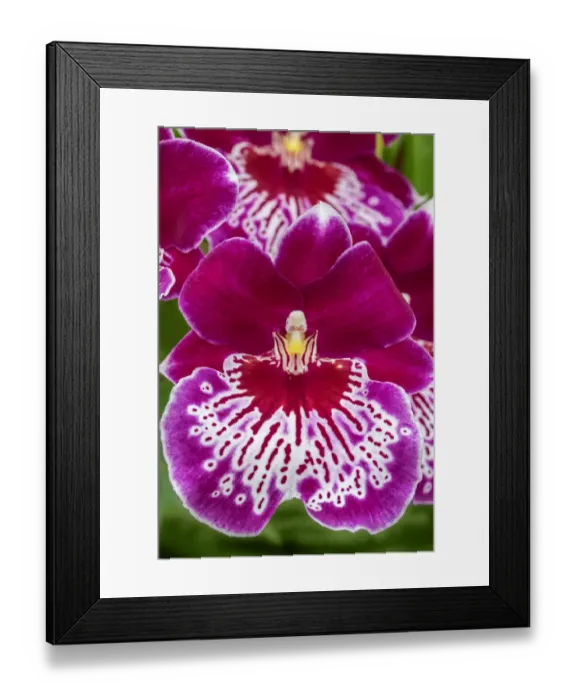 Framed Print : Miltoniopsis Orchid Framed Print : Miltoniopsis Orchid