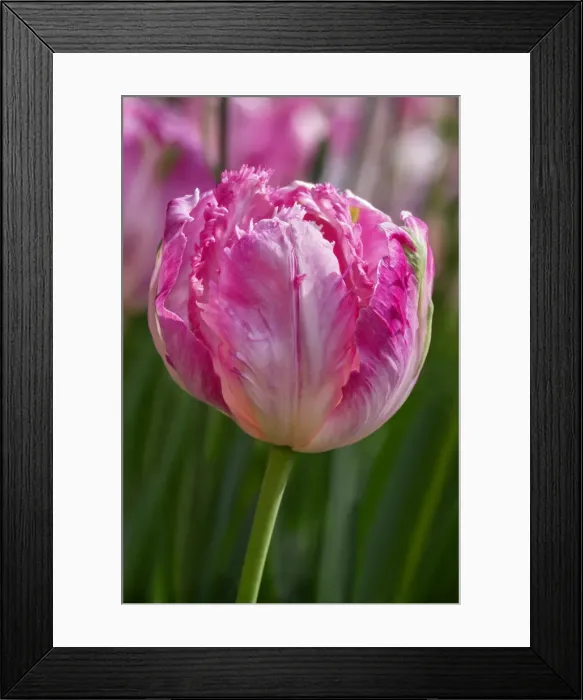 Framed Print : Sign of Spring Framed Print : Sign of Spring