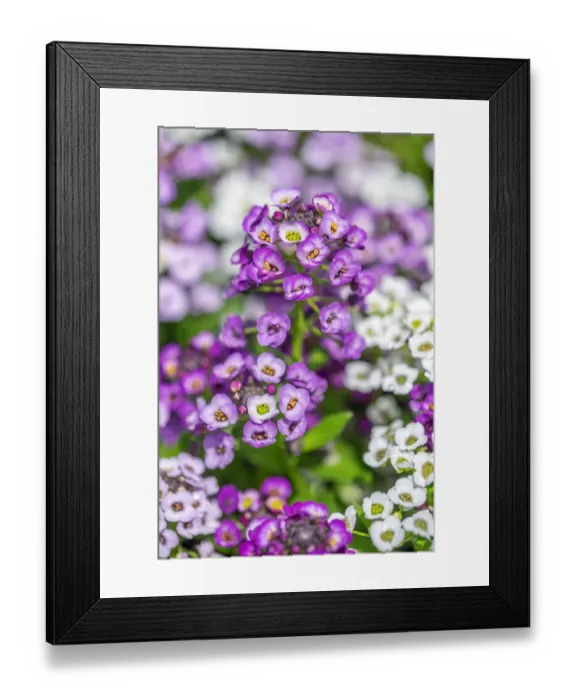 Framed Print : Sweet alyssum