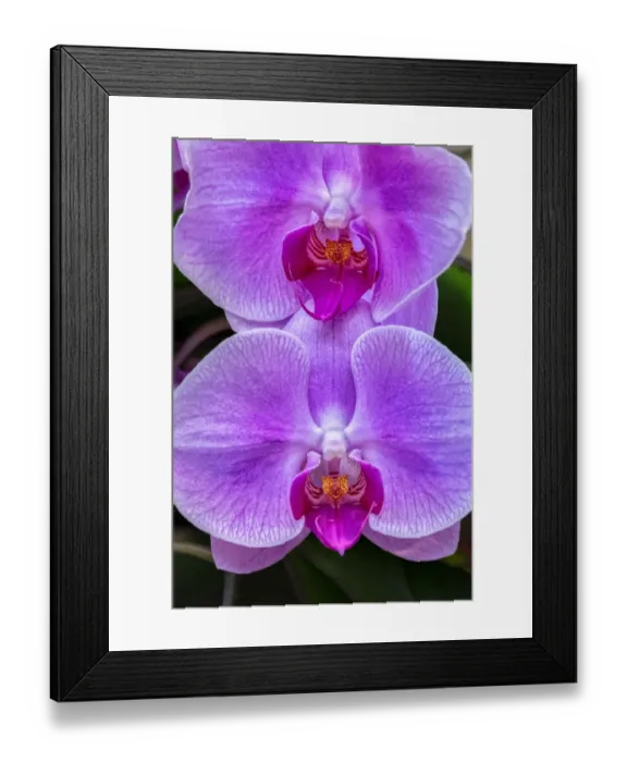 Framed Print : Moth Orchid Framed Print : Moth Orchid
