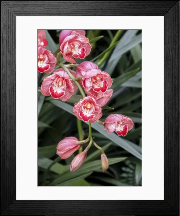 Framed Print : Coral-colored Cymbidium Orchid Framed Print : Coral-colored Cymbidium Orchid