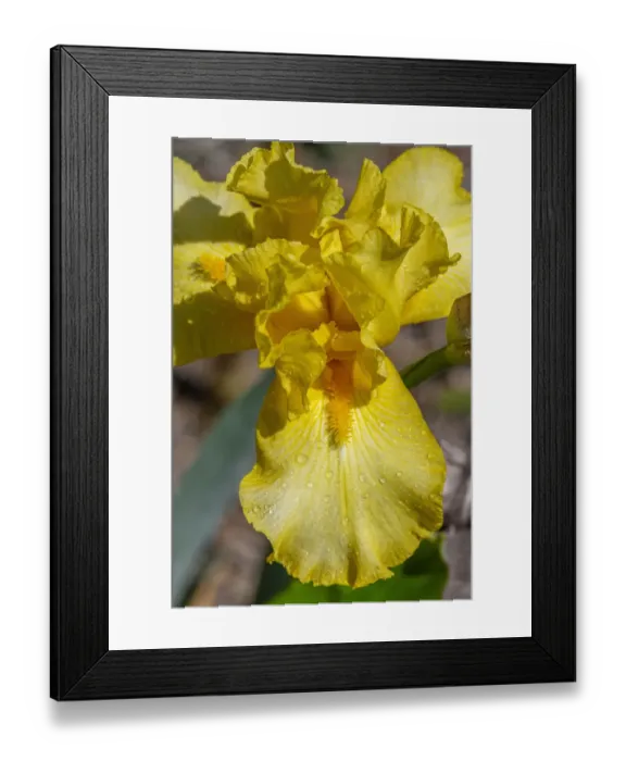 Framed Print : Yellow Bearded Iris Framed Print : Yellow Bearded Iris