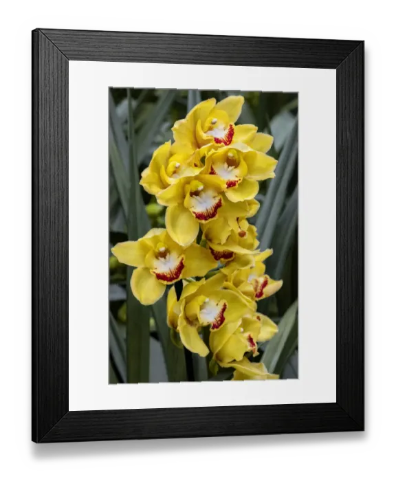 Framed Print : Cymbidium Orchid Framed Print : Cymbidium Orchid