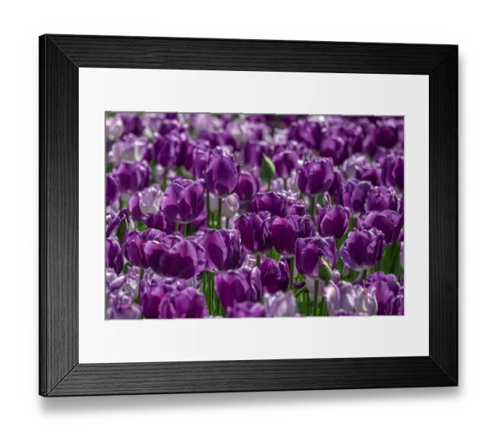 Framed Print : Purple tulips Framed Print : Purple tulips