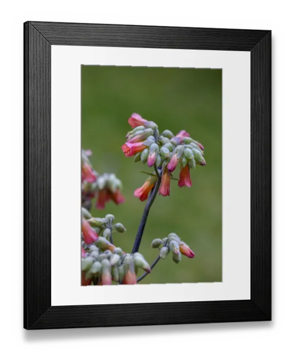 Framed Print : Mother of Thousands, succulent