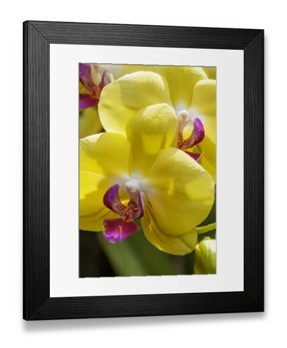 Framed Print : Yellow Moon Orchid