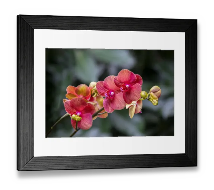 Framed Print : Moth Orchid Framed Print : Moth Orchid