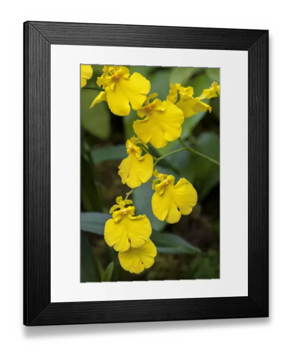Framed Print : Gower Ramsey Orchid Framed Print : Gower Ramsey Orchid
