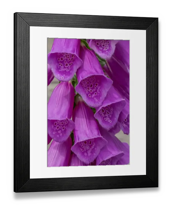 Framed Print : Foxglove Framed Print : Foxglove