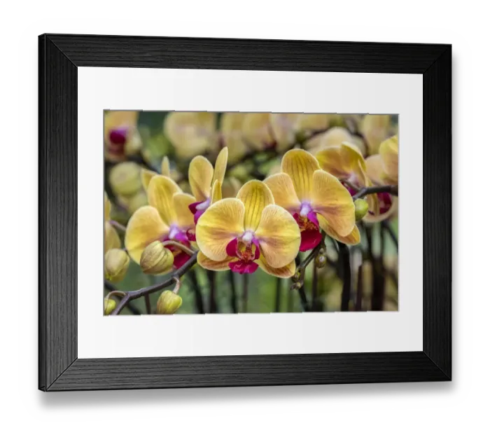 Framed Print : Moth Orchid