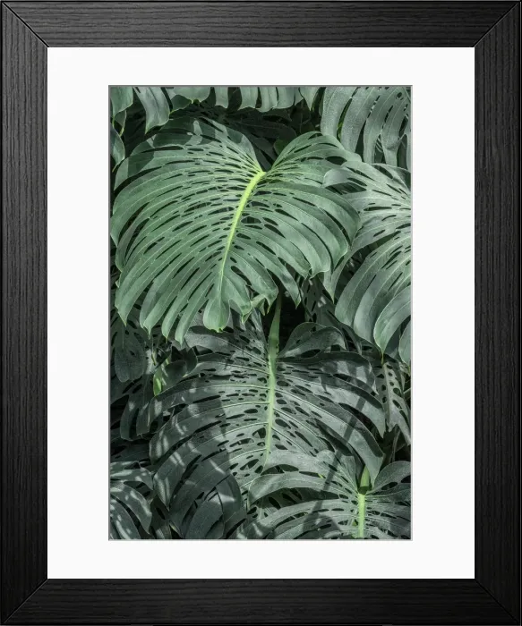 Framed Print : Swiss Cheese Plant Framed Print : Swiss Cheese Plant