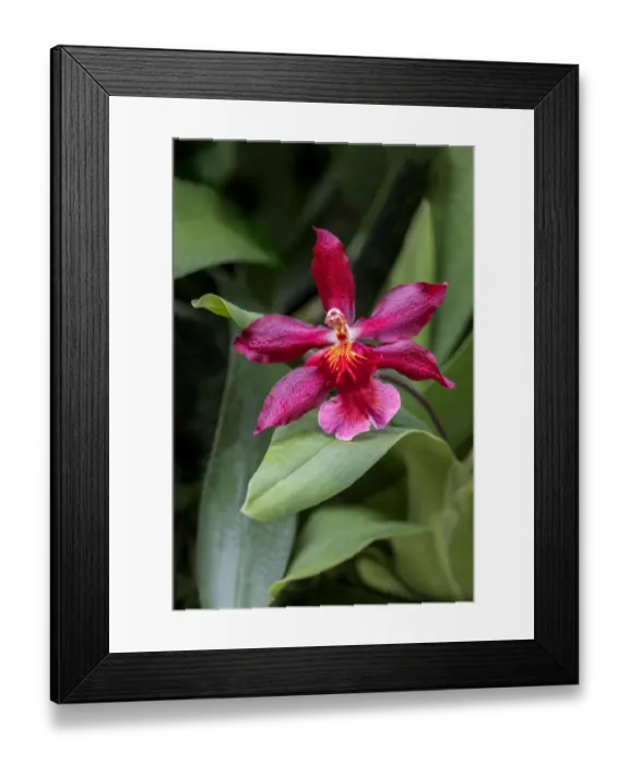 Framed Print : Crimson Cattleya Framed Print : Crimson Cattleya