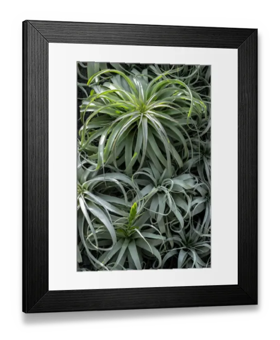 Framed Print : Spreading Airplant Framed Print : Spreading Airplant