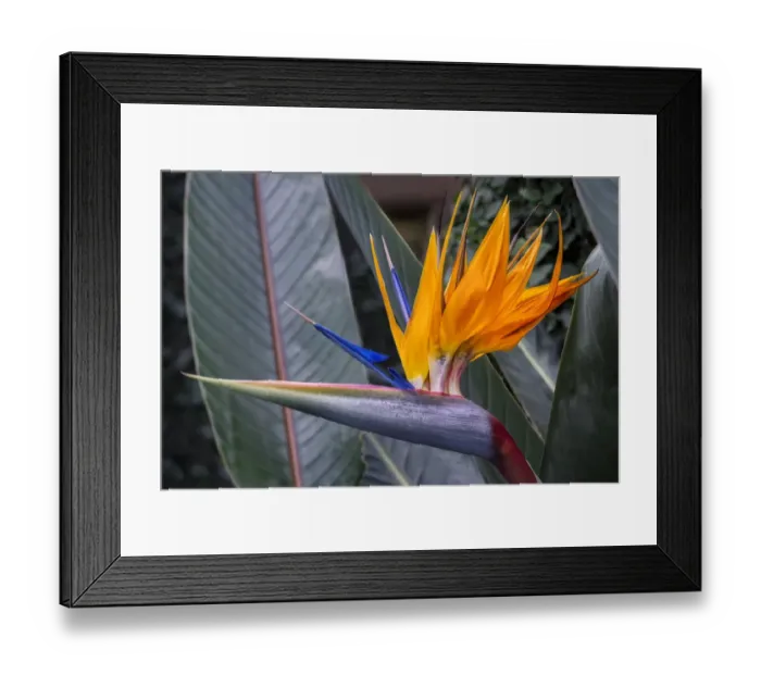 Framed Print : Bird of Paradise flower