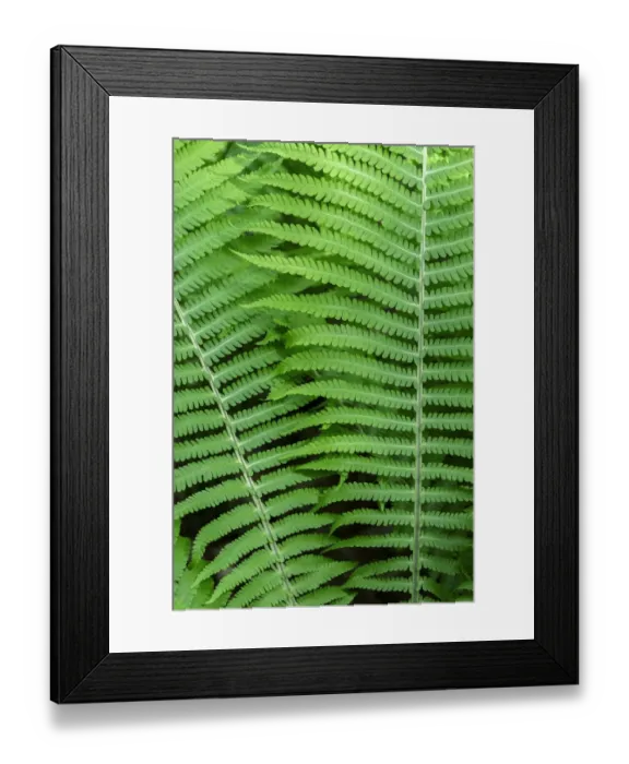 Framed Print : Log fern, Wood Fern Framed Print : Log fern, Wood Fern