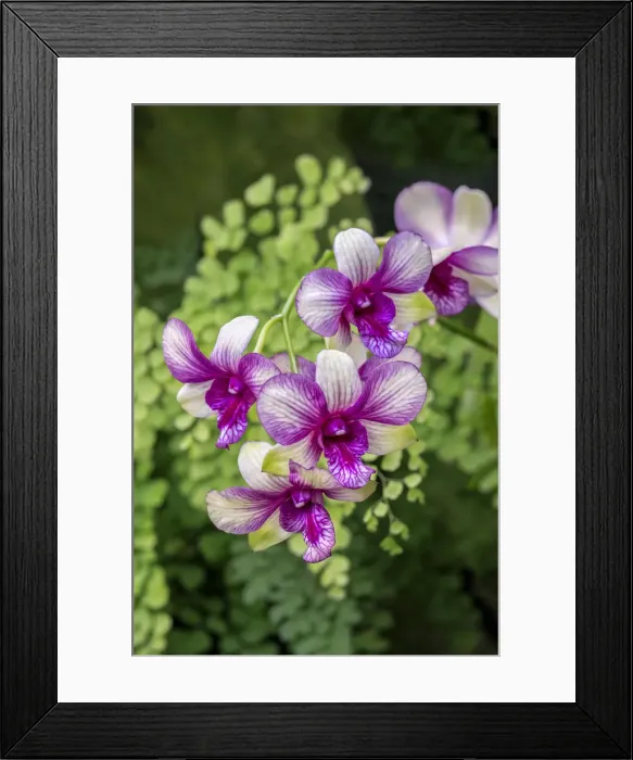 Framed Print : Nopporn Green Star, Dendrobium Orchid