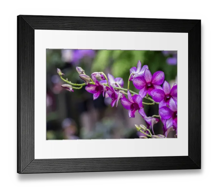 Framed Print : Nopporn Green Star, Dendrobium Orchid