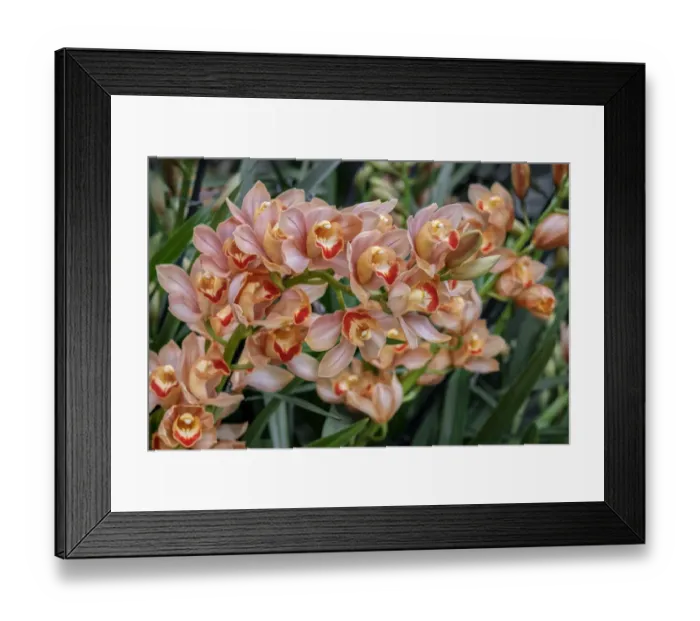 Framed Print : Peach-colored Cymbidium Orchid Framed Print : Peach-colored Cymbidium Orchid