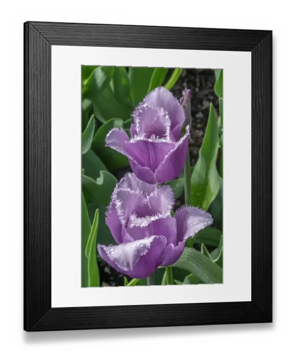 Framed Print : Ruffled purple tulip Framed Print : Ruffled purple tulip