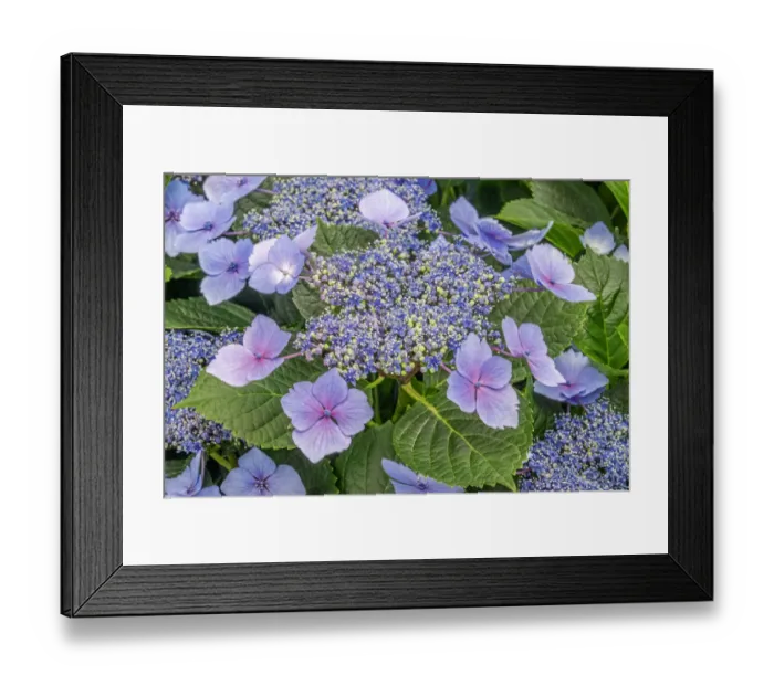 Framed Print : Lacecap Hydrangea