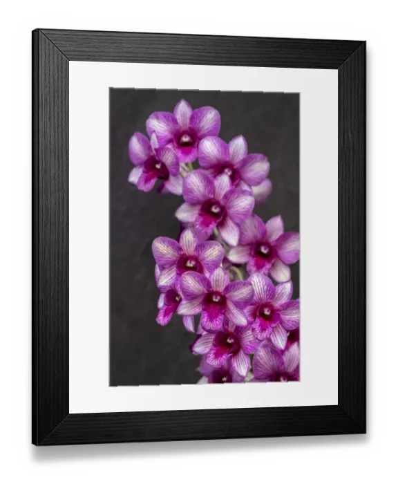 Framed Print : Nopporn Green Star, Dendrobium Orchid Framed Print : Nopporn Green Star, Dendrobium Orchid