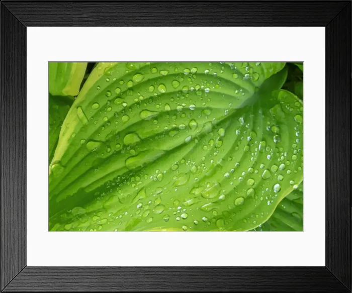 Framed Print : Fragrant Plantain Lily