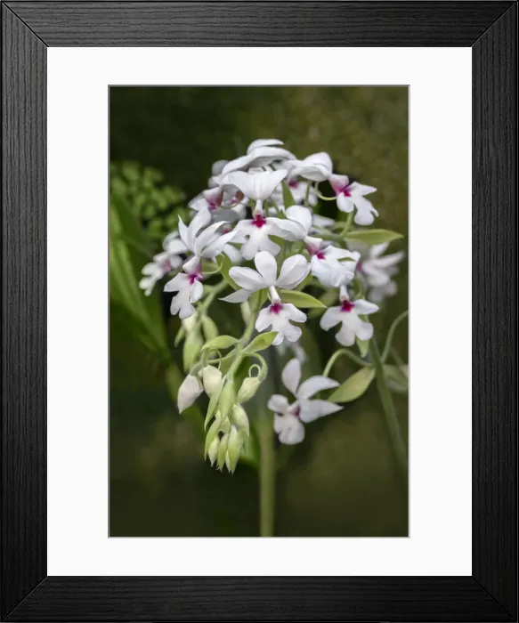Framed Print : Dendrobium Orchid