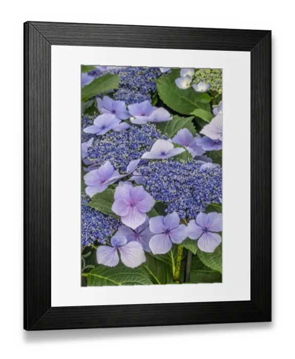 Framed Print : Lacecap Hydrangea Framed Print : Lacecap Hydrangea
