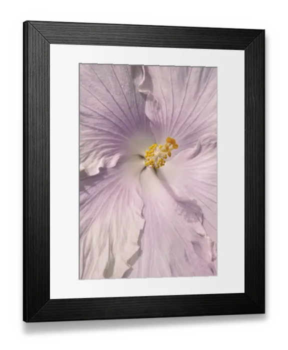 Framed Print : Soft Pink Hibiscus Framed Print : Soft Pink Hibiscus