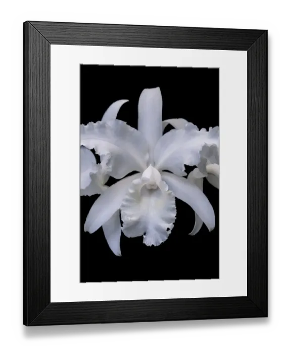Framed Print : White Orchid Framed Print : White Orchid