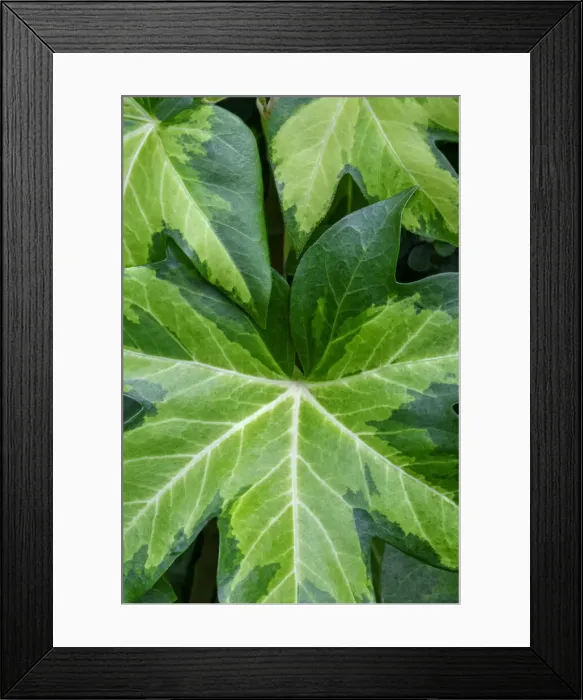 Framed Print : Ivy tree Framed Print : Ivy tree