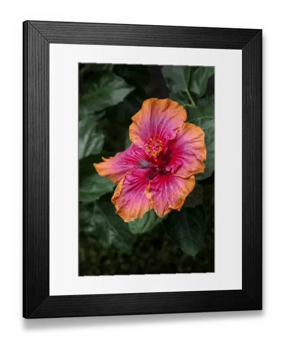Framed Print : Chinese Hibiscus