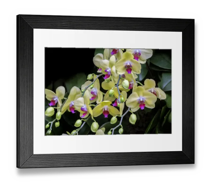Framed Print : Moth Orchid Framed Print : Moth Orchid