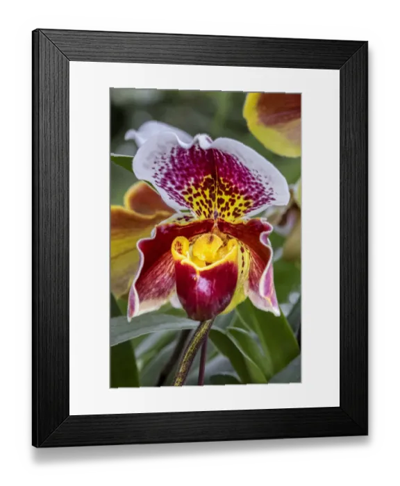 Framed Print : Paphiopedilum orchid, Lady Slipper Framed Print : Paphiopedilum orchid, Lady Slipper
