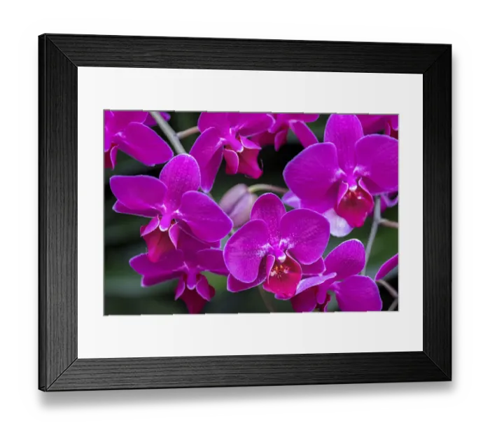 Framed Print : Moth Orchid Framed Print : Moth Orchid