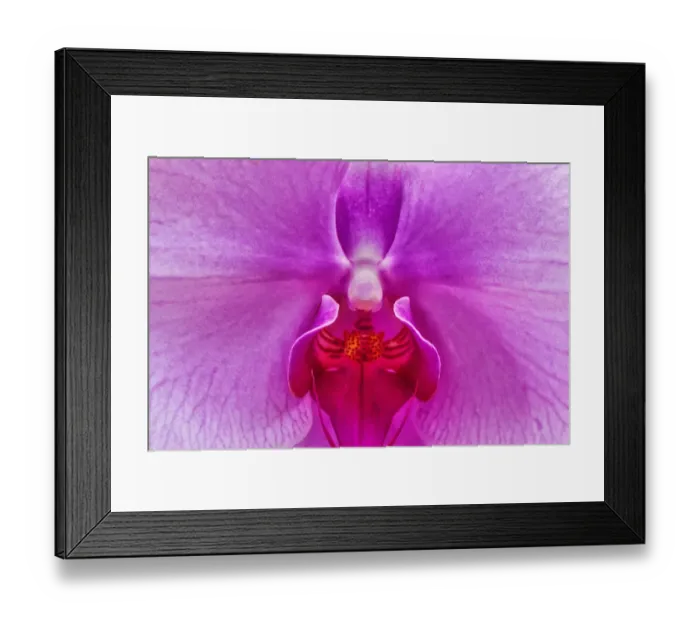 Framed Print : Moth Orchid Framed Print : Moth Orchid