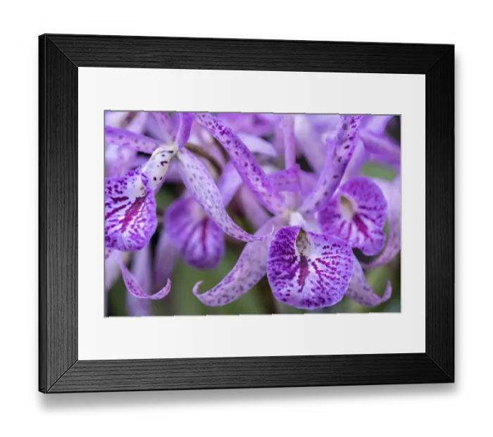Framed Print : Brassanthe, Orchid, Maikai Framed Print : Brassanthe, Orchid, Maikai
