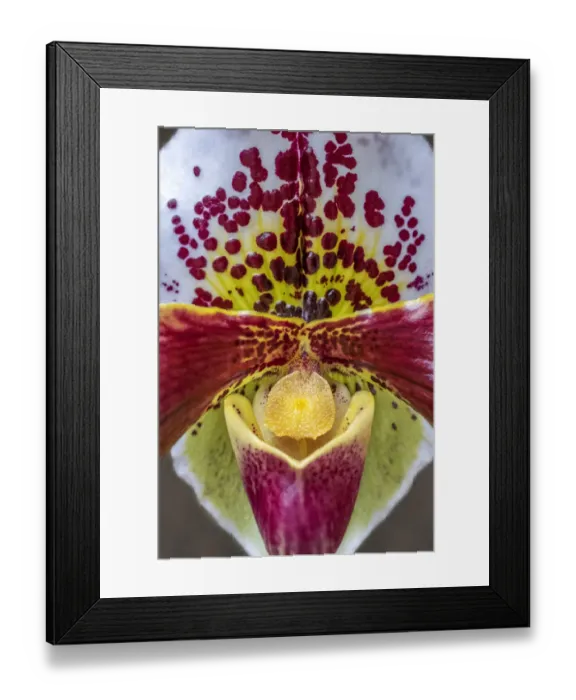 Framed Print : Paphiopedilum orchid, Lady Slipper Framed Print : Paphiopedilum orchid, Lady Slipper