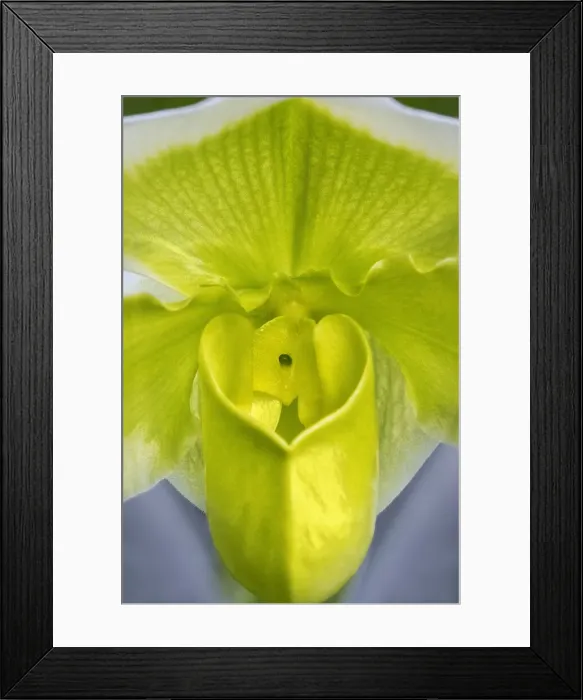 Framed Print : Tropical Slipper Orchid Framed Print : Tropical Slipper Orchid