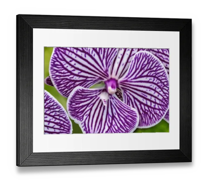 Framed Print : Moth Orchid Framed Print : Moth Orchid