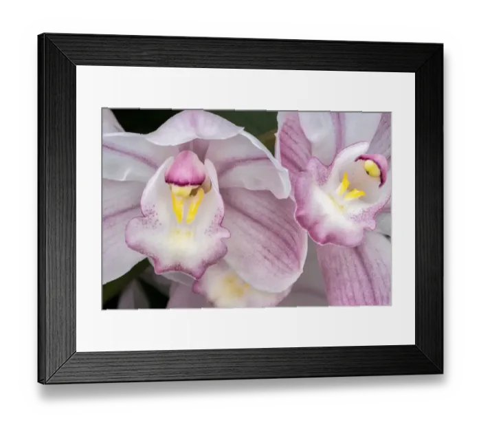 Framed Print : Cymbidium Orchid Framed Print : Cymbidium Orchid
