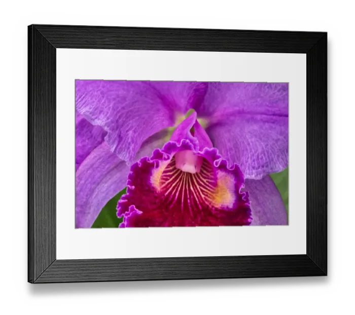 Framed Print : Cattleya orchid Framed Print : Cattleya orchid