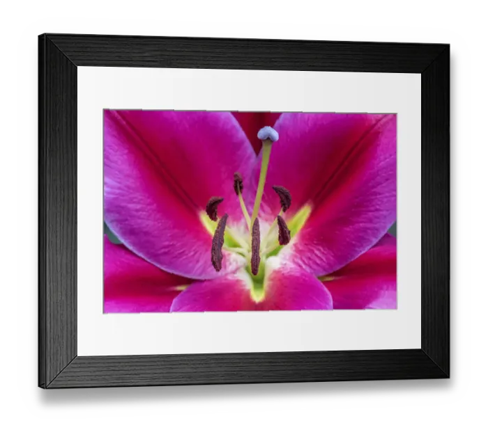 Framed Print : Oriental Trumpet Lily Framed Print : Oriental Trumpet Lily