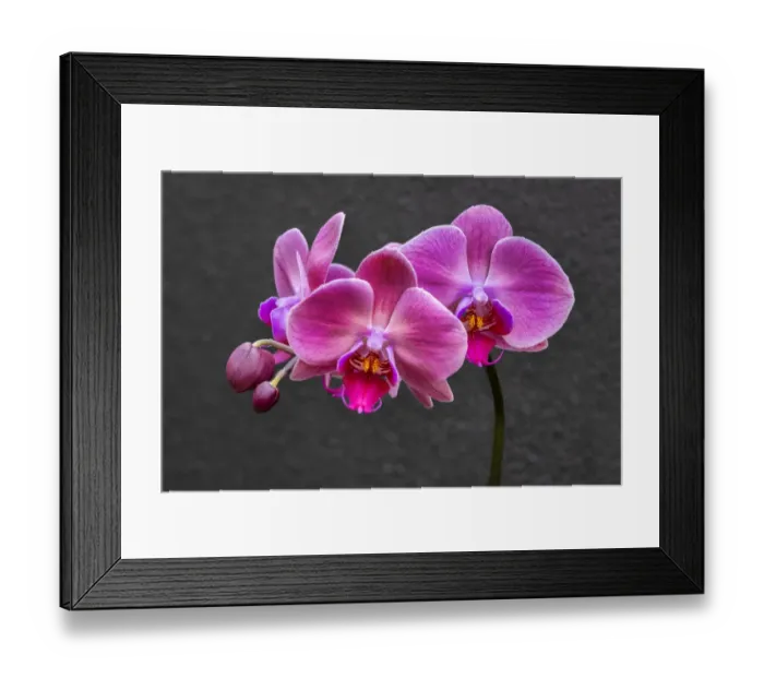 Framed Print : Pink Moon Orchid Framed Print : Pink Moon Orchid