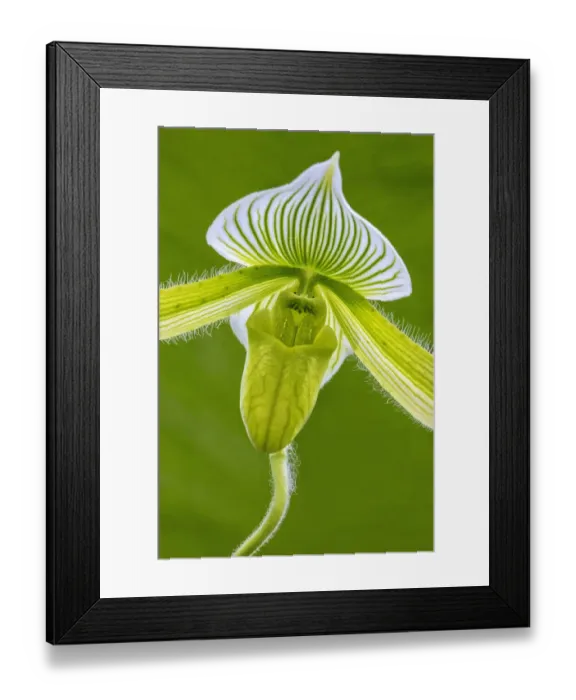 Framed Print : Tropical Slipper Orchid Framed Print : Tropical Slipper Orchid